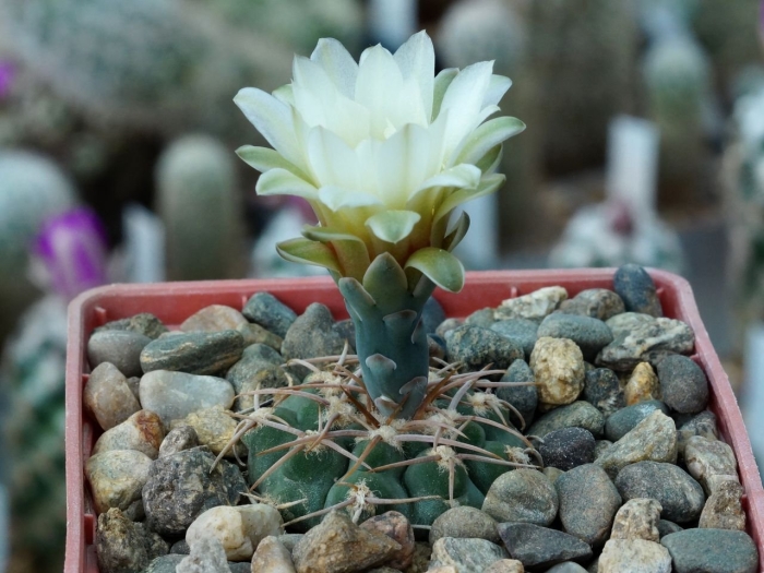 Гимнокалициум ochoterenae