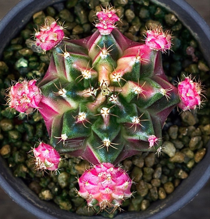 Гимнокалициум вариегата