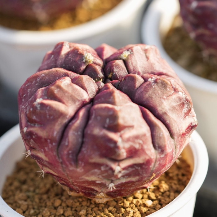 Gymnocalycium day dream