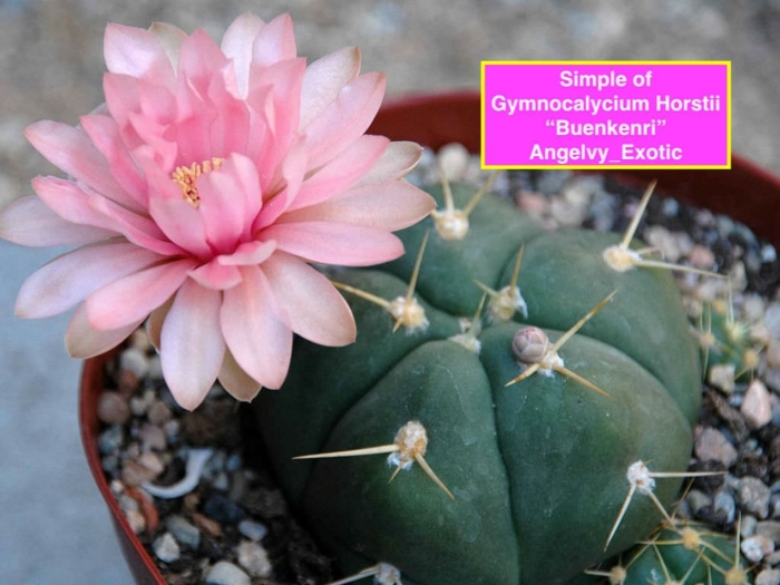 Гимнокалициум хорста