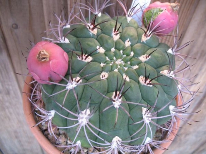 Гимнокалициум саглион