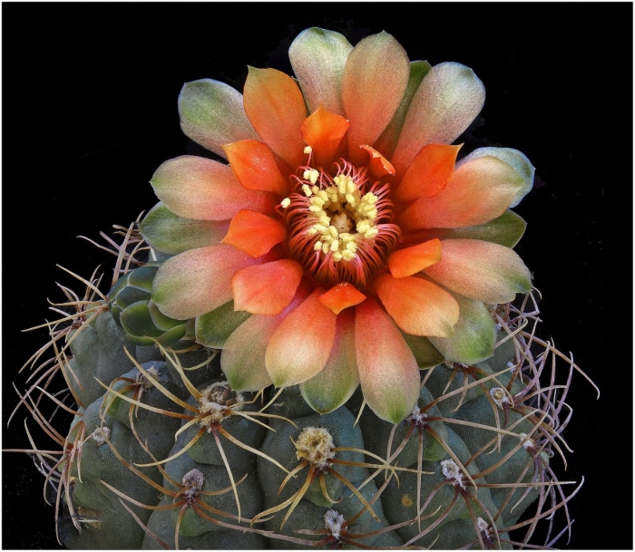 Кактус гимнокалициум балдианум