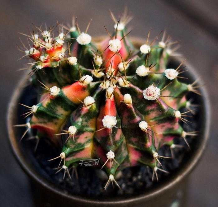 Гимнокалициум кактус