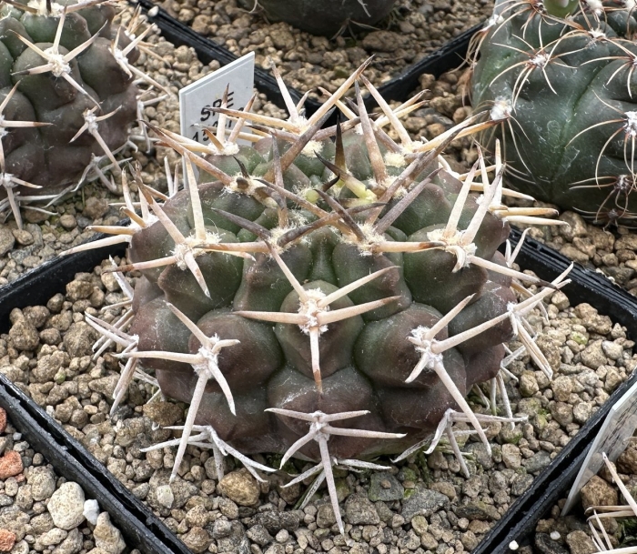 Gymnocalycium andreae ssp. carolinense gn 273-880