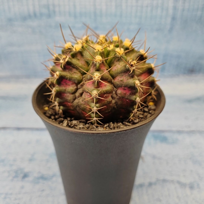 Гимнокалициум михановича