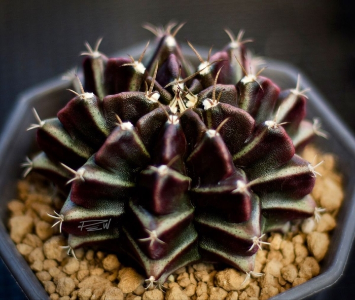 Gymnocalycium friedrichii lb2178 agua dulce