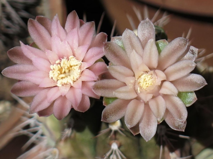 Gymnocalycium mihanovichii var. friedrichii
