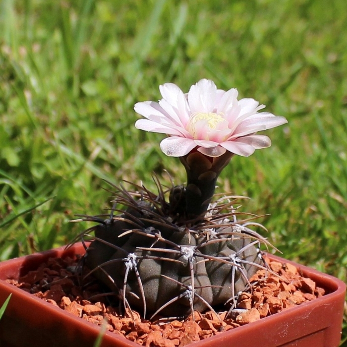 Гимнокалициум ochoterenae