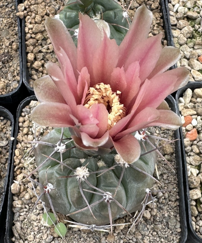 Gymnocalycium calochlorum