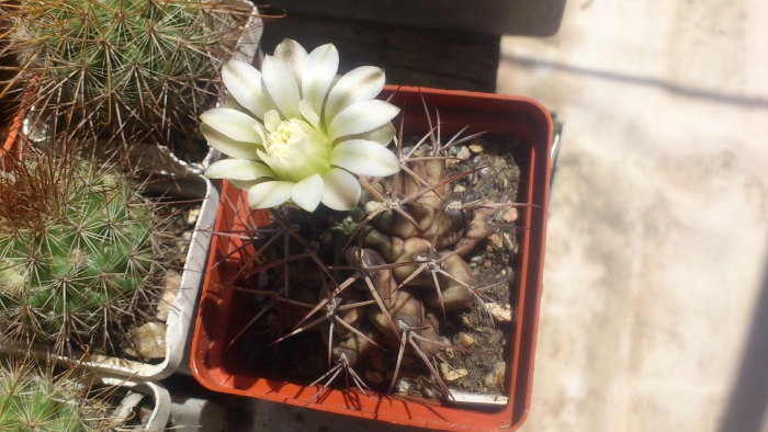 Gymnocalycium schickendantzii