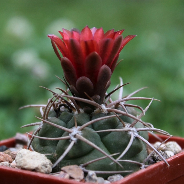 Гимнокалициум арматум