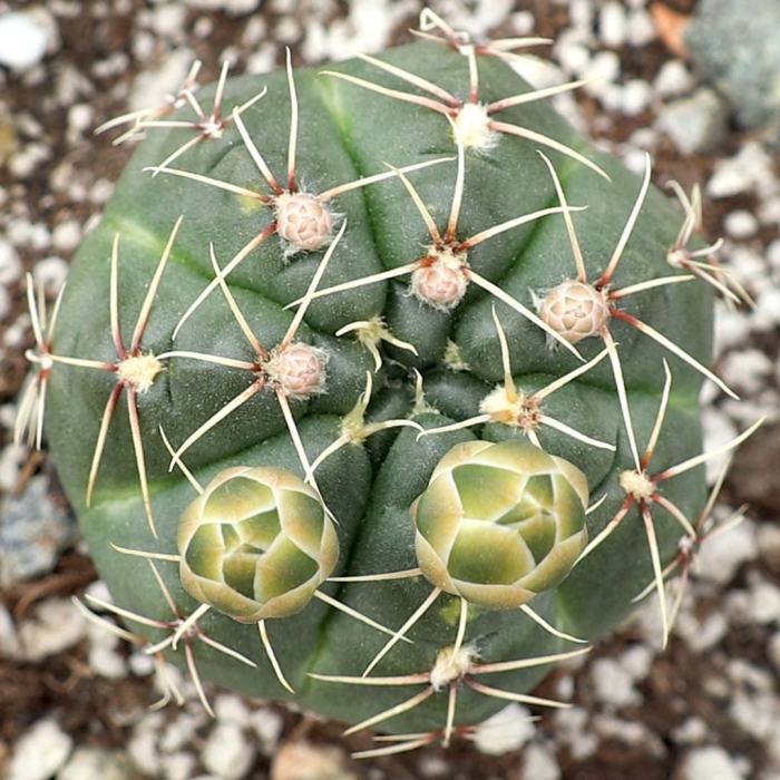 Gymnocalycium baldianum