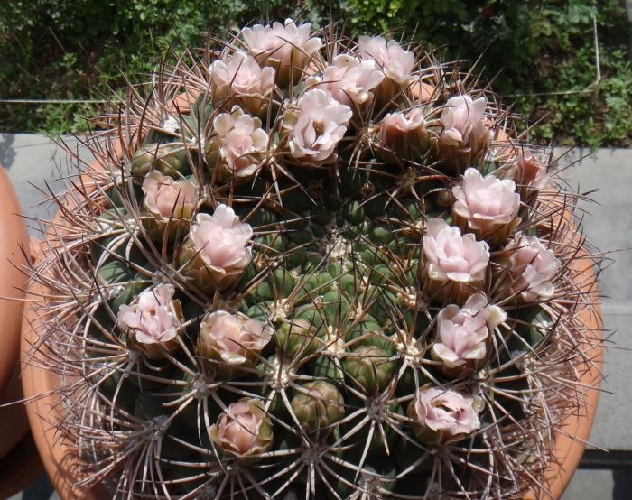 Гимнокалициум сальона