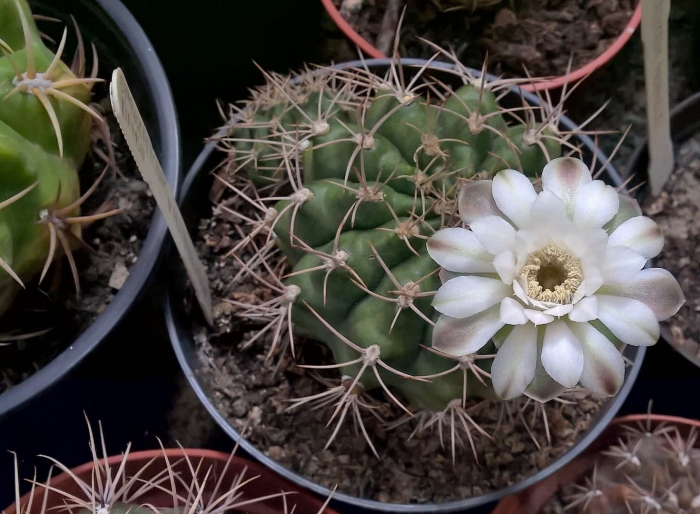 Гимнокалициум дамси