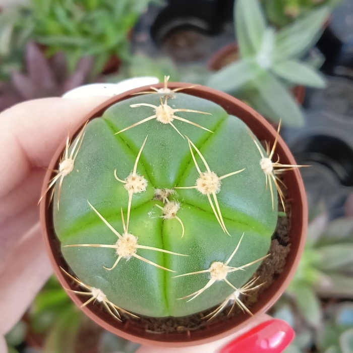 Гимнокалициум хорста