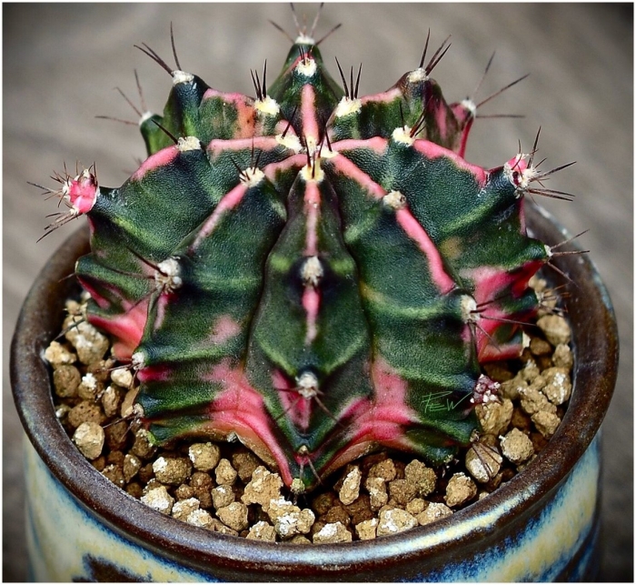 Gymnocalycium mihanovichii