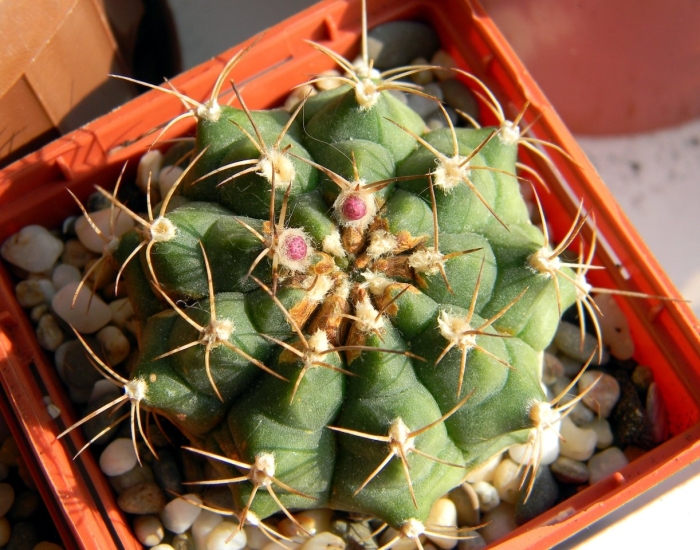Gymnocalycium gaponii