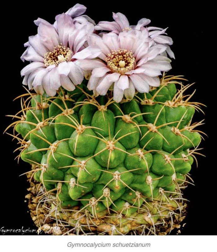 Гимнокалициум monvillei