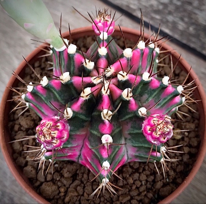 Гимнокалициум михановича