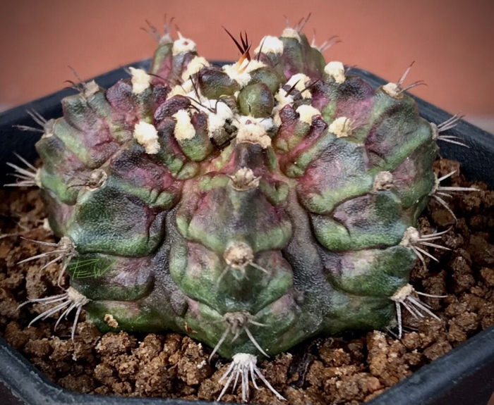 Gymnocalycium mihanovichii