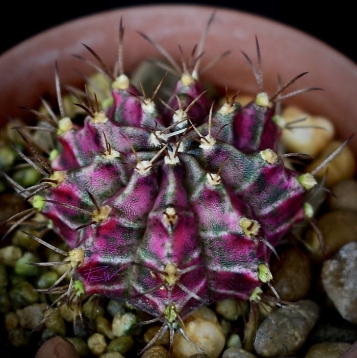 Кактус гимнокалициум