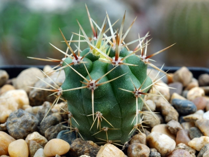 Gymnocalycium achirasense vg 018