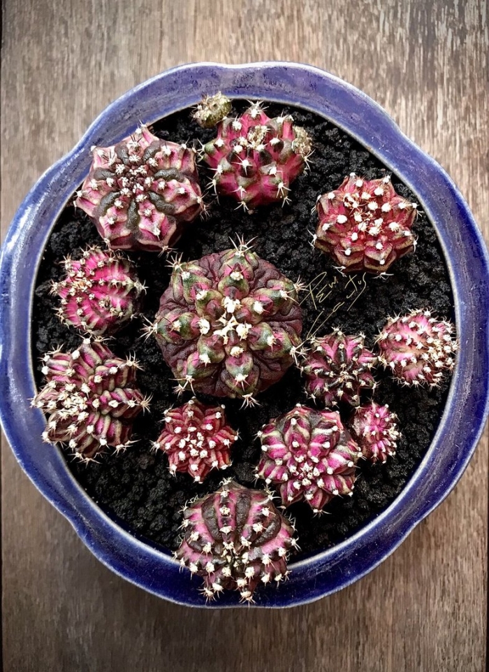 Гимнокалициум михановича вар