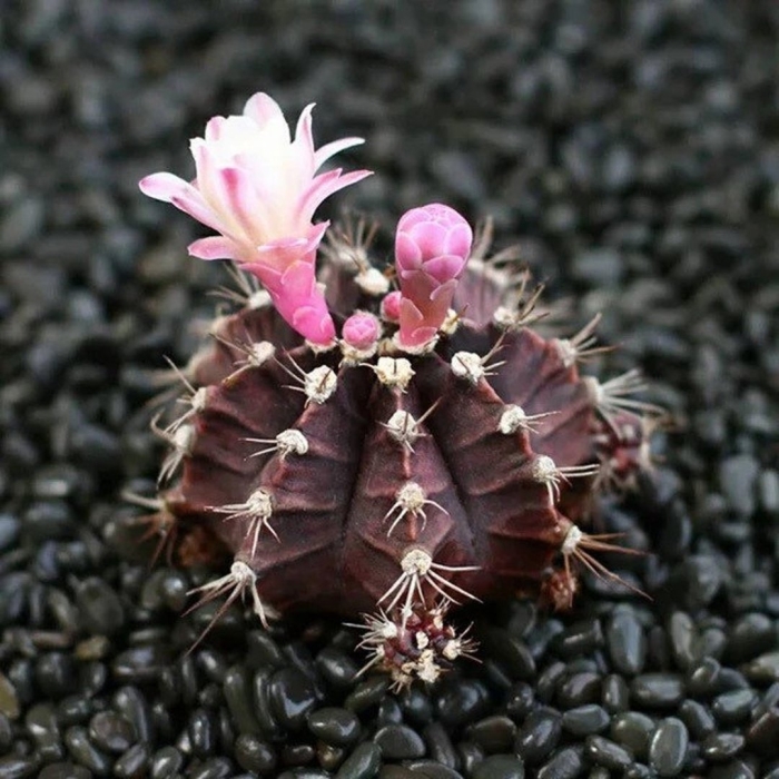 Gymnocalycium mihanovichii 'hibotan'