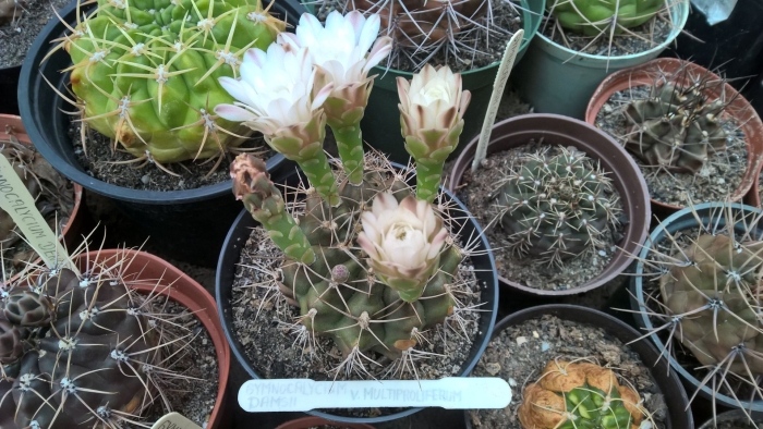 Гимнокалициум кактус