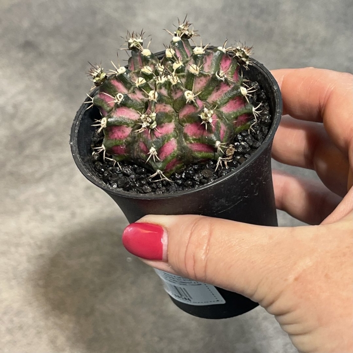 Кактус гимнокалициум