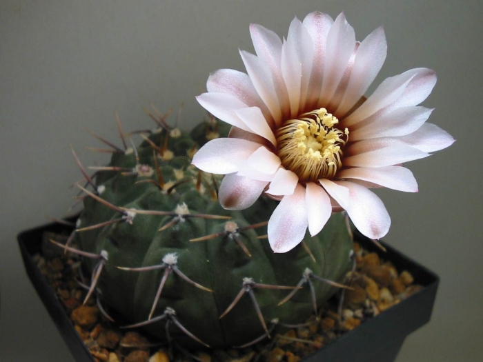 Гимнокалициум кактус