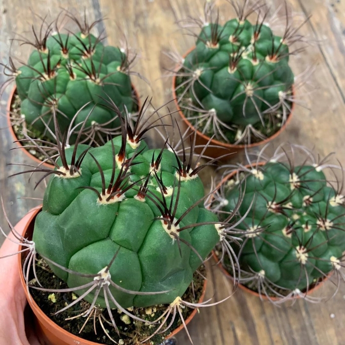 Гимнокалициум саглионис