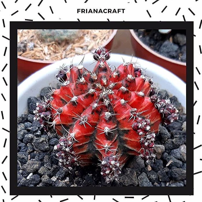 Кактус гимнокалициум михановича