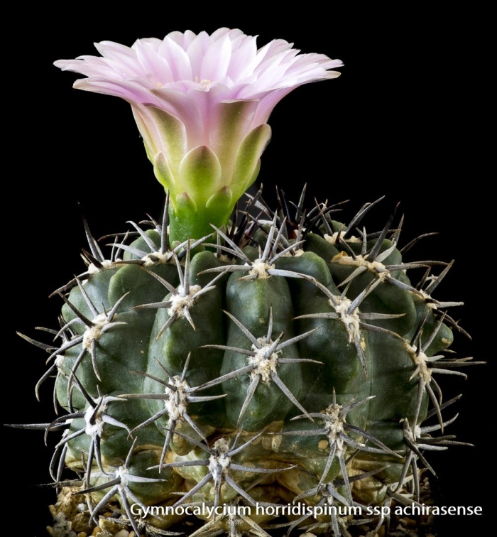 Gymnocalycium achirasense
