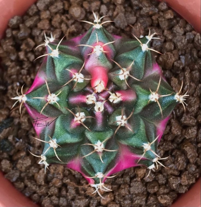 Гимнокалициум mihanovichii variegata