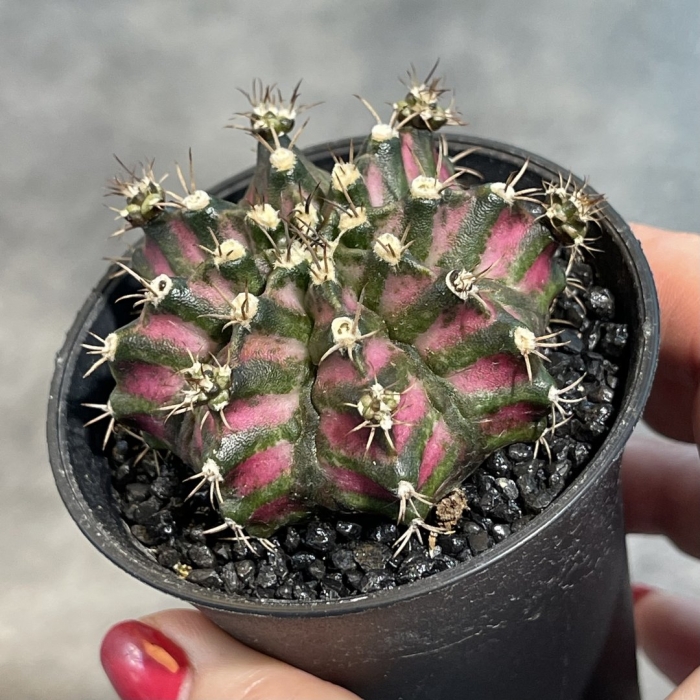 Гимнокалициум кактус