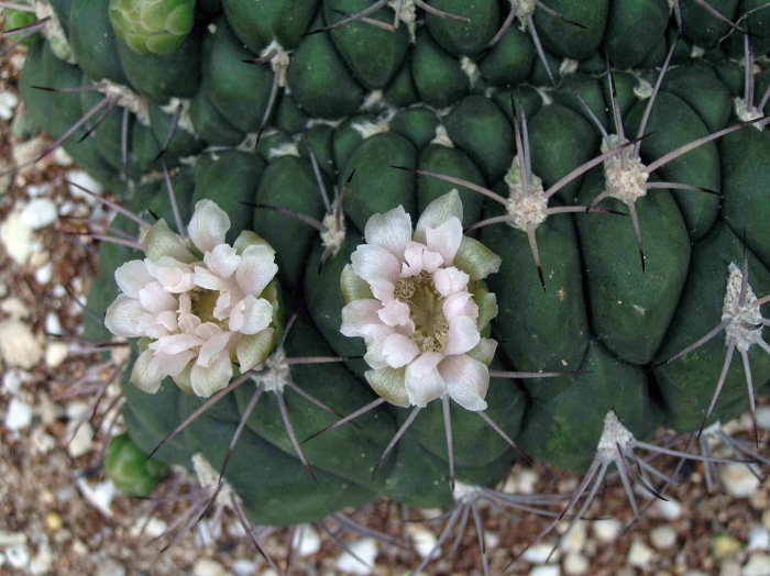 Гимнокалициум саглионис
