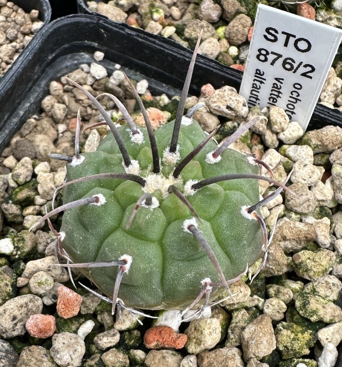 Gymnocalycium pflanzii