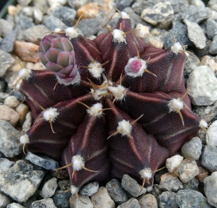 Гимнокалициум friedrichii