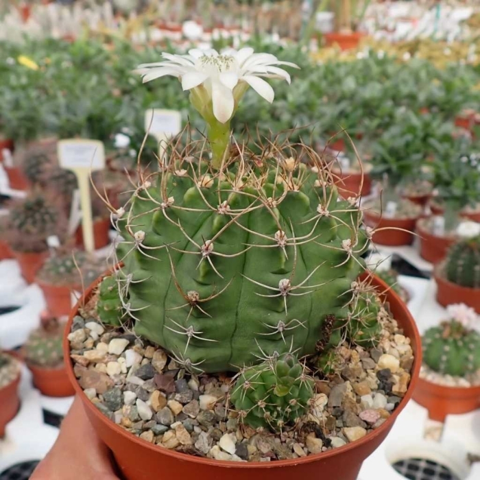 Gymnocalycium nigriareolatum gn 927/3046