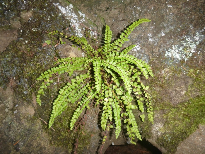 Asplenium trichomanes