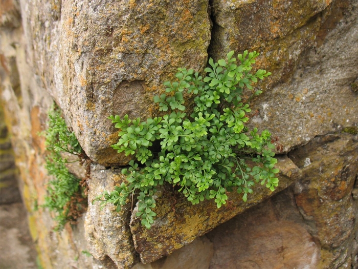 Asplenium ruta muraria