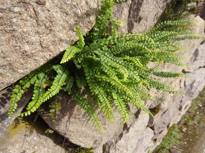 Папоротник костенец волосовидный