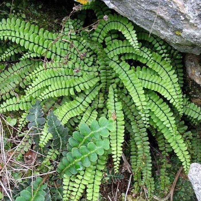 Asplenium trichomanes subsp quadrivalens
