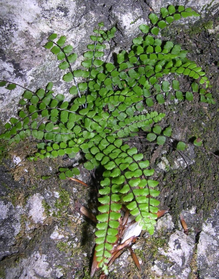 Асплениум костенец