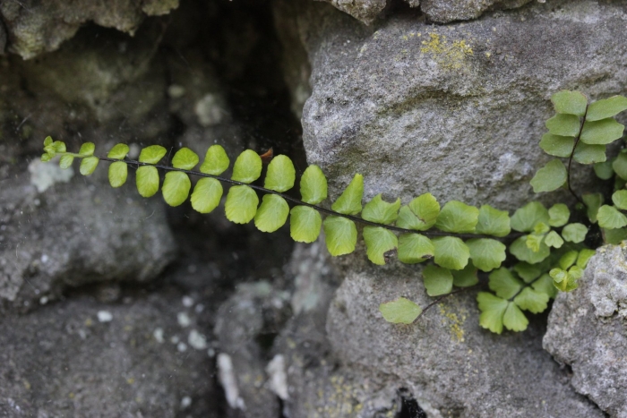 Асплениум волосовидный trichomanes