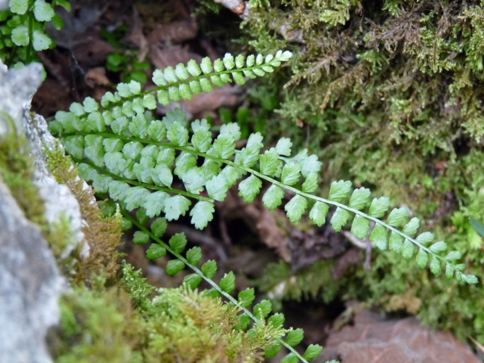 Папоротник костенец (asplenium)