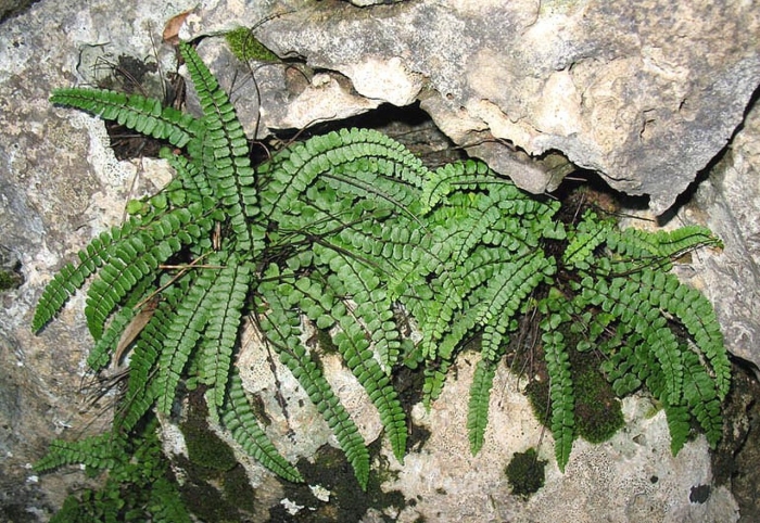 Костенец волосовидный