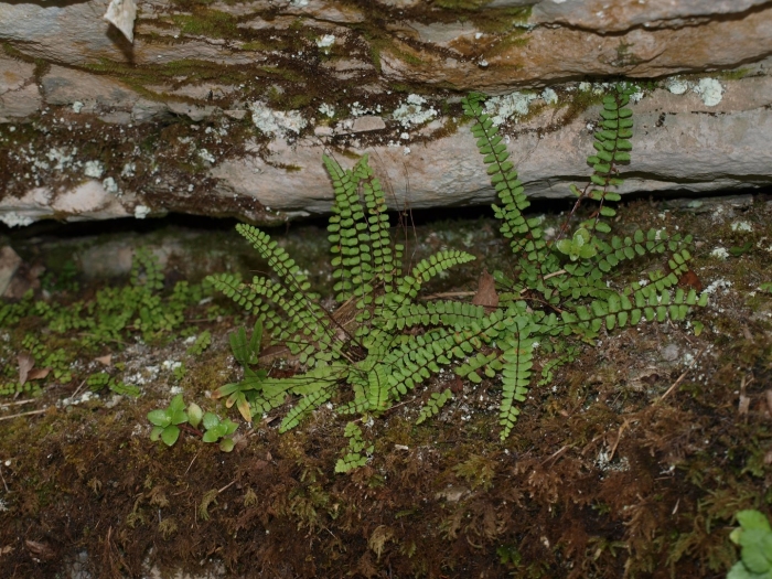 Папоротник костенец волосовидный