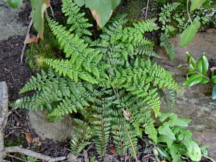 Папоротник костенец (asplenium)